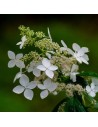 Hydrangea anomala 'Petiolaris' - Hortensia blanc crème