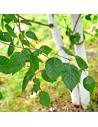 Betula utilis - Bouleau de l'Himalaya