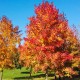 Liquidambar styraciflua