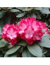 Rhododendron XXL