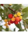 Arbutus unedo  - Arbousier