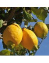 Citrus x limon - Citronnier