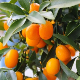 Kumquat