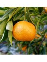 Citrus reticulata - Mandarinier