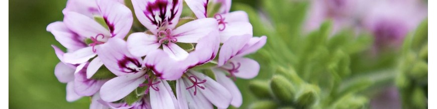 Fleurs de saison