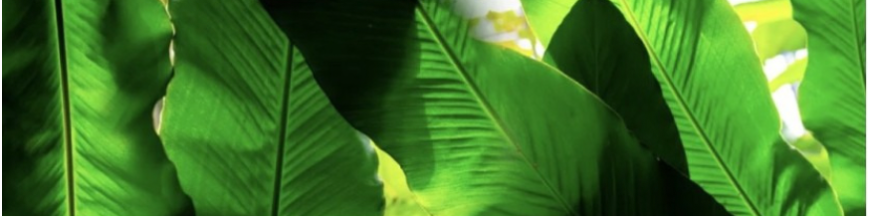Plantes vertes / Plantes fleuries d'intérieur