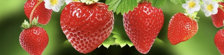 Fraisiers