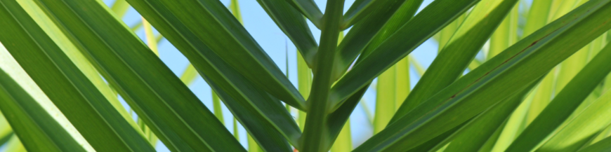 Palmiers, plantes exotiques