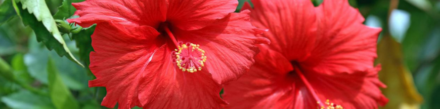 Hibiscus 