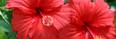 Hibiscus 