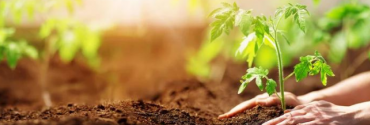 Plants de légumes