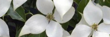 Cornus