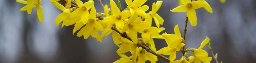 Forsythia 