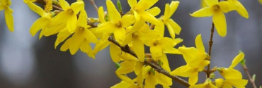 Forsythia 