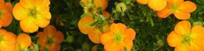 Potentilla 