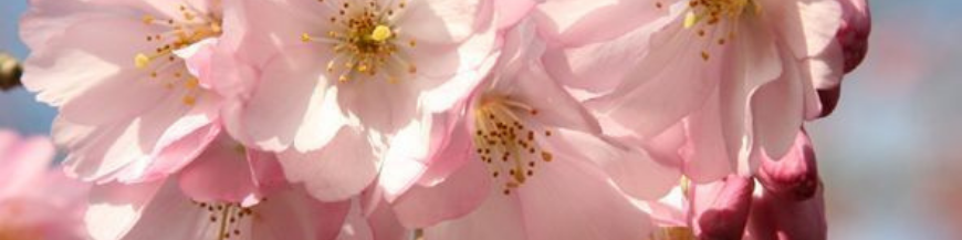 Prunus