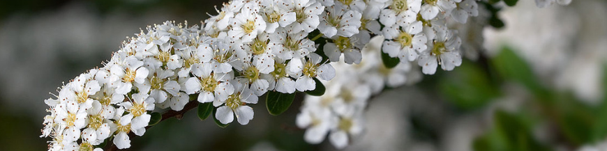 Spiraea