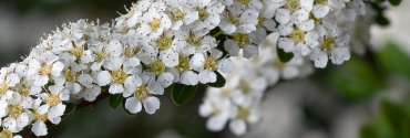 Spiraea