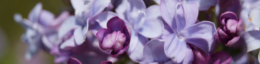 Syringa