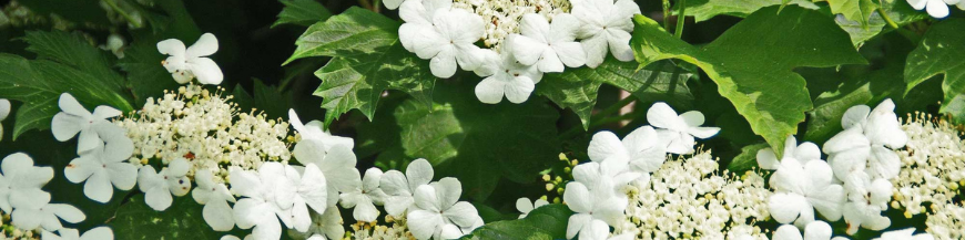 Viburnum