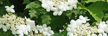 Viburnum