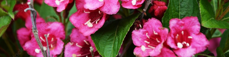 Weigela