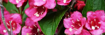 Weigela