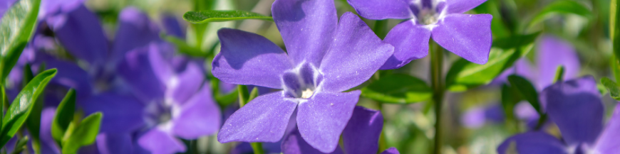 Plantes tapissantes