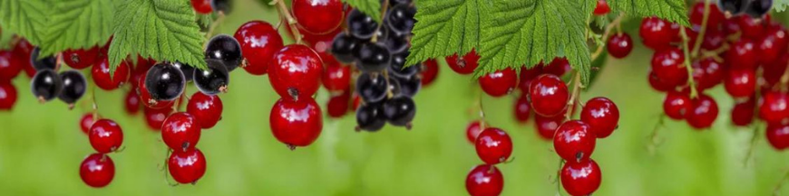 Autres petits fruits 