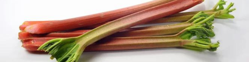 Rhubarbe 