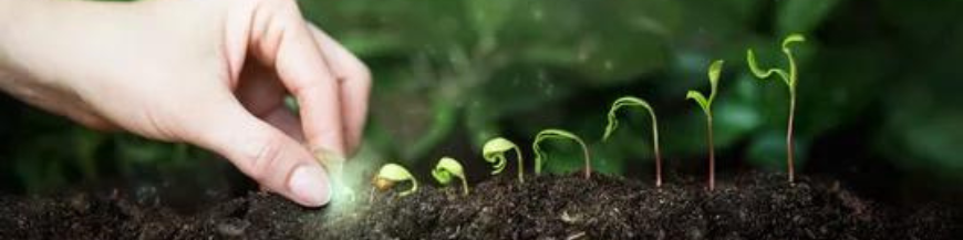 Légumes bio