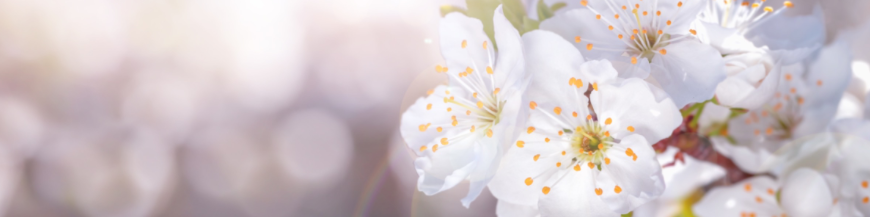 Arbustes à fleurs