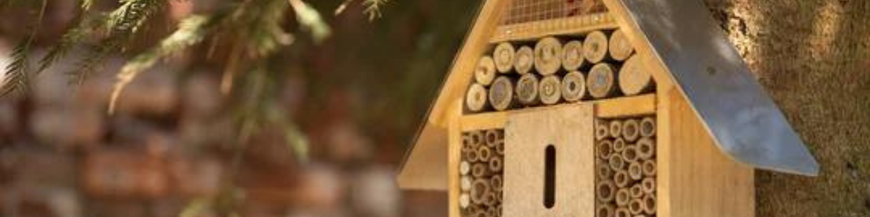 Oiseaux, insectes 