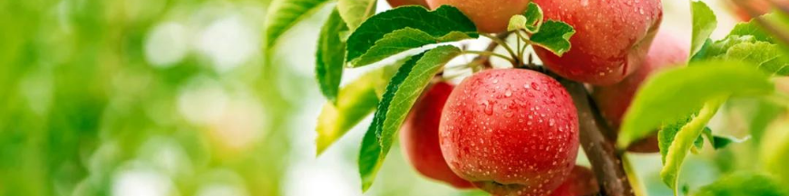 Fruitiers 