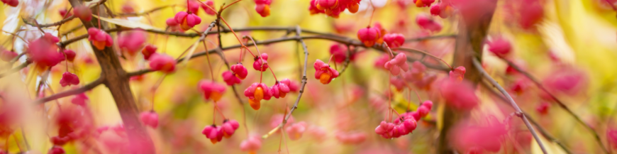 Plantes indigènes
