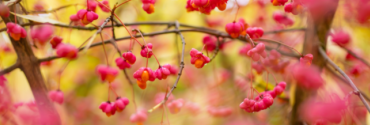 Plantes indigènes