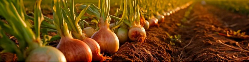 Bulbes légumes, pommes de terre 