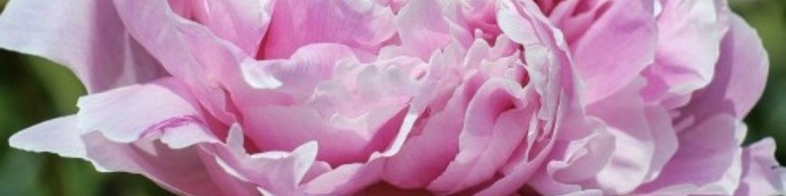 Pivoines