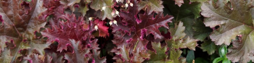 Heuchera