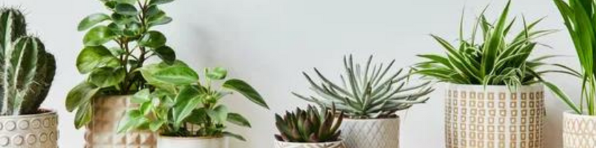 Vases - Pots