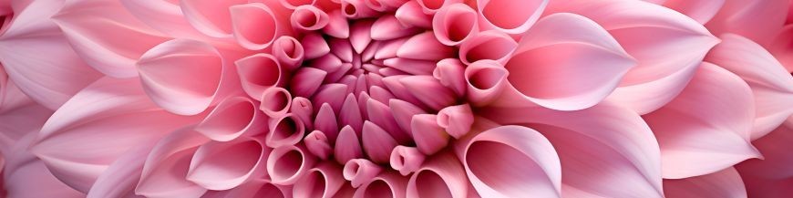 Dahlia