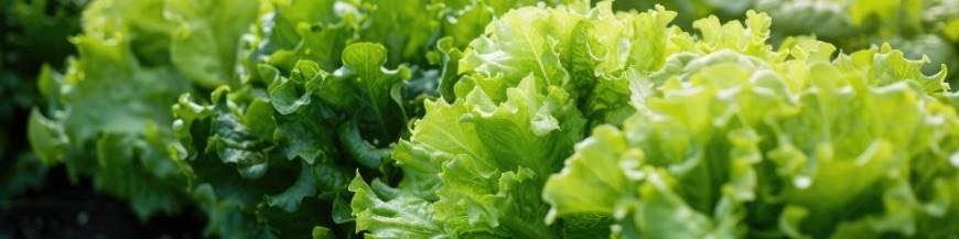 Salades