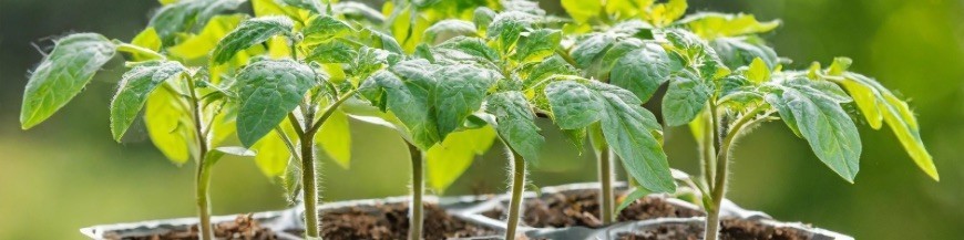 Légumes greffés