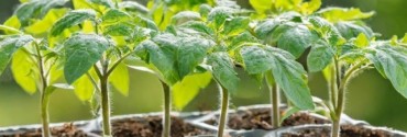 Légumes greffés