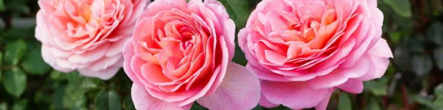 Rosiers