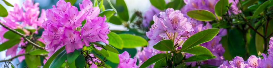 Rhododendrons, azalées, hortensias