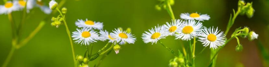 Plantes vivaces