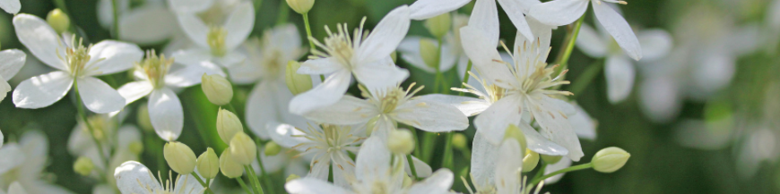 Plantes grimpantes 