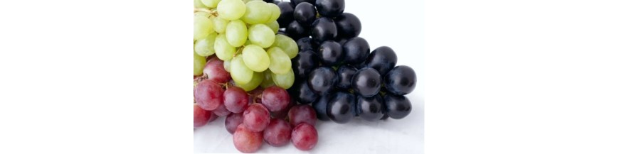 Vignes