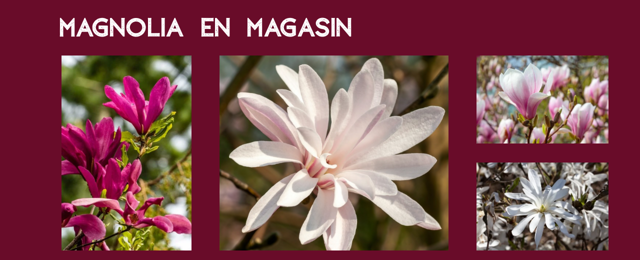 Magnolia - Actualité du mois de Mars